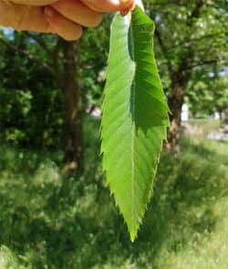 Edelkastanie (Castanea sativa)