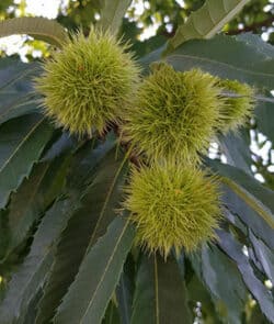 Edelkastanie (Castanea sativa)