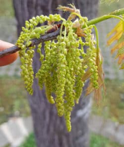 Roteiche (Quercus rubra)