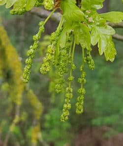 Stieleiche (Quercus robur)