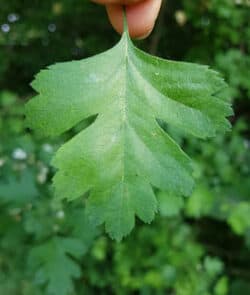 Eingriffeliger Weißdorn (Crataegus monogyna)