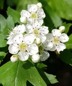 Eingriffeliger Weißdorn (Crataegus monogyna)