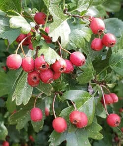 Eingriffeliger Weißdorn (Crataegus monogyna)