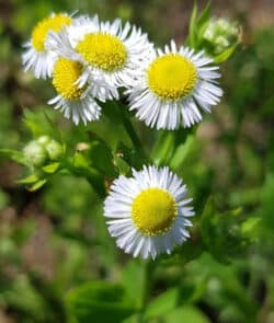 Einjähriges Berufkraut (Erigeron annuus)