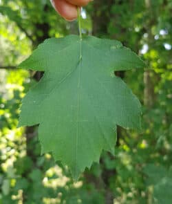 Elsbeere (Sorbus torminalis) 