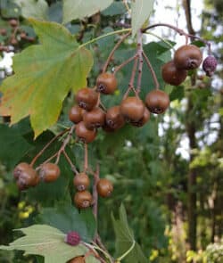 Elsbeere (Sorbus torminalis) i