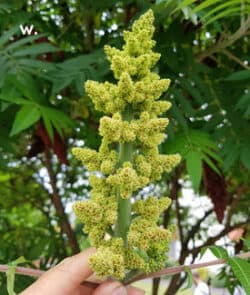 Essigbaum (Rhus typhina)