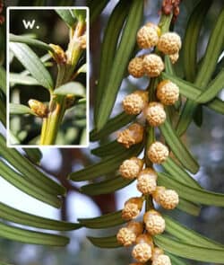 Europäische Eibe (Taxus baccata)