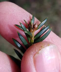 Europäische Eibe (Taxus baccata)