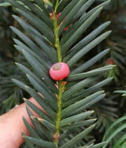 Europäische Eibe (Taxus baccata)