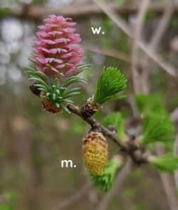 Europäische Lärche (Larix decidua)