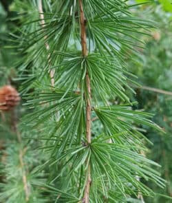 Europäische Lärche (Larix decidua)