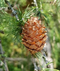 Europäische Lärche (Larix decidua)