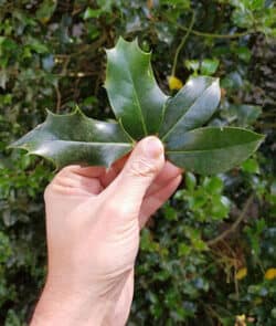 Europäische Stechpalme (Ilex aquifolium)