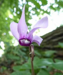 Europäische Alpenveilchen (Cyclamen purpurascens