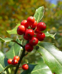 Europäische Stechpalme (Ilex aquifolium)