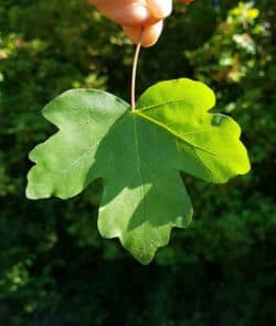 Feldahorn (Acer campestre)