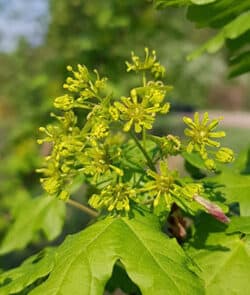 Feldahorn (Acer campestre)