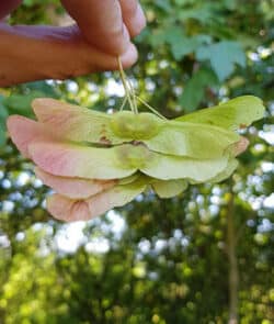 Feldahorn (Acer campestre)