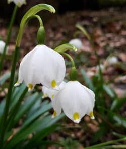 Frühlings-Knotenblume (Leucojum vernum)