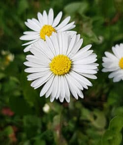 Gänseblümchen (Bellis perennis)