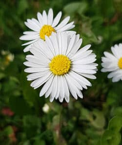 Gänseblümchen (Bellis perennis)