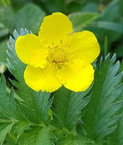 Gänsefingerkraut (Potentilla anserina)