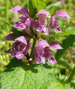 Gefleckte Taubnessel (Lamium maculatum)