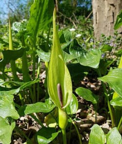 Gefleckter Aronstab (Arum maculatum)