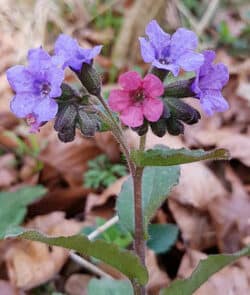 Gefleckte Lungenkraut (Pulmonaria officinalis)