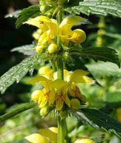 Gewöhnliche Goldnessel (Lamium galeobdolon)