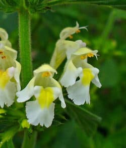 Gelber Hohlzahn (Galeopsis segetum)