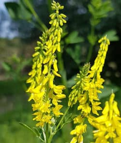 Gelber Steinklee (Melilotus officinalis)