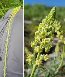 Gelber Wau (Reseda lutea)