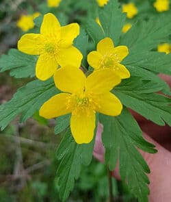 Gelbes Windröschen (Anemone ranunculoides)