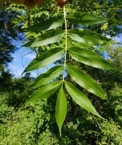 Gemeine Esche (Fraxinus excelsior)