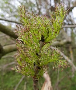 Gemeine Esche  (Fraxinus excelsior)