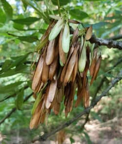 Gemeine Esche (Fraxinus excelsior)