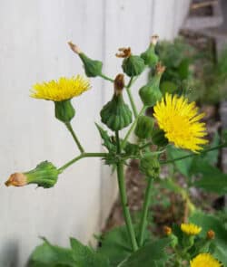 Gemüse-Gänsedistel (Sonchus oleraceus)