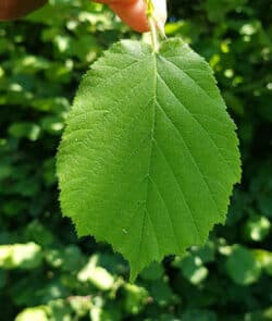 Gemeine Hasel (Corylus avellana)