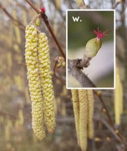 Gemeine Hasel (Corylus avellana)