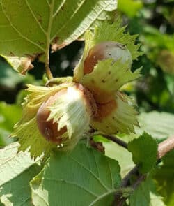 Gemeine Hasel (Corylus avellana)