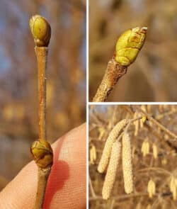 Gemeine Hasel (Corylus avellana)