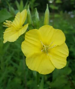 Gemeine Nachtkerze (Oenothera biennis)