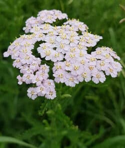 Gemeine Schafgarbe (Achillea millefolium)