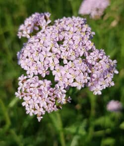 Gemeine Schafgarbe (Achillea millefolium)