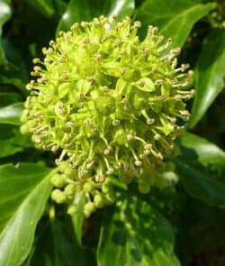 Gemeiner Efeu (Hedera helix)