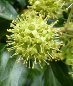 Gemeiner Efeu (Hedera helix)