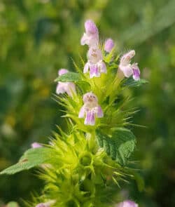 Gemeiner Hohlzahn (Galeopsis tetrahit)