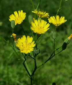 Gemeiner Rainkohl (Lapsana communis)